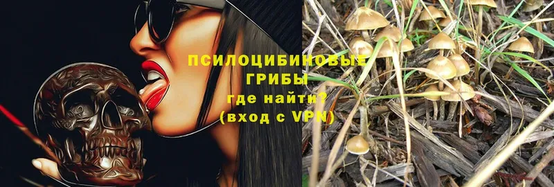 Галлюциногенные грибы Magic Shrooms  где купить   Бокситогорск 